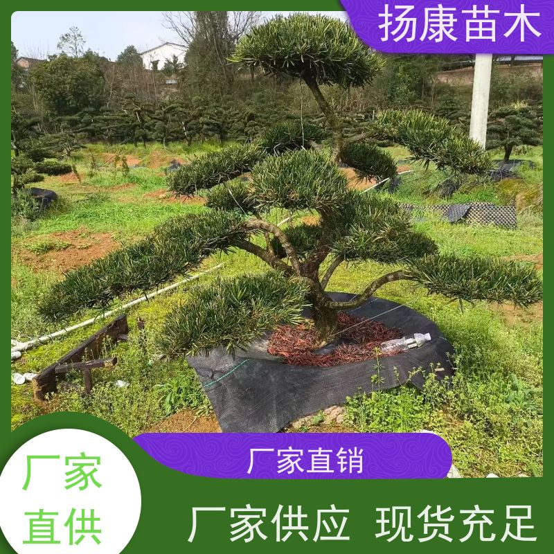 金钻罗汉松 景区园林公园绿化种植 规格齐全 扬康苗木