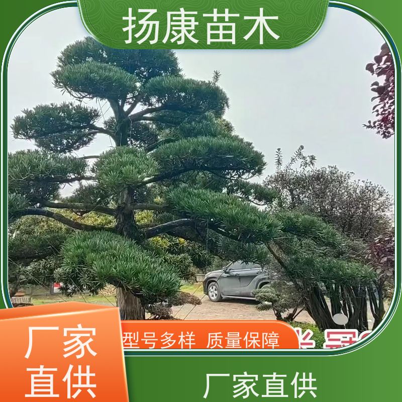 扬康苗木 规格齐全 形状优美 风景绿化树 罗汉松