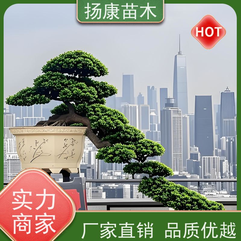 金钻罗汉松 基地直供 扬康苗木 园林绿化造型松