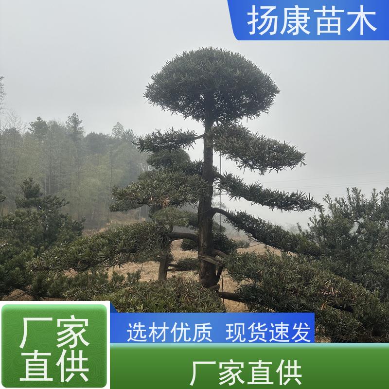 20公分罗汉松 全国供应 扬康苗木 苗圃观赏植物