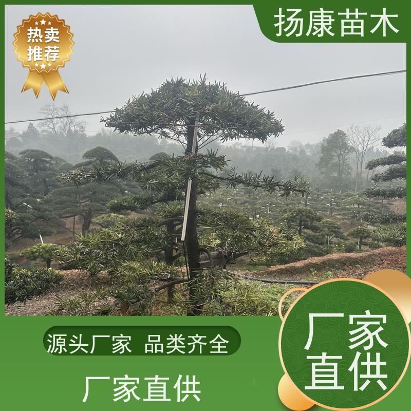 扬康苗木 黑松 迎客松别墅庭院绿化树 20公分罗汉松