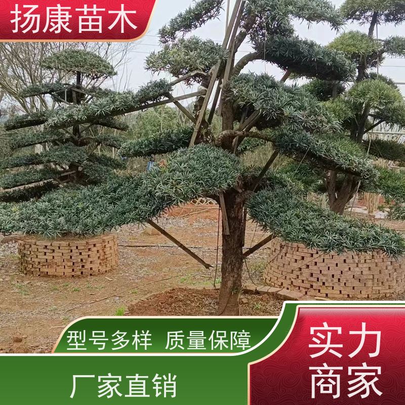12公分罗汉松 园林绿化造型松 规格齐全 扬康苗木