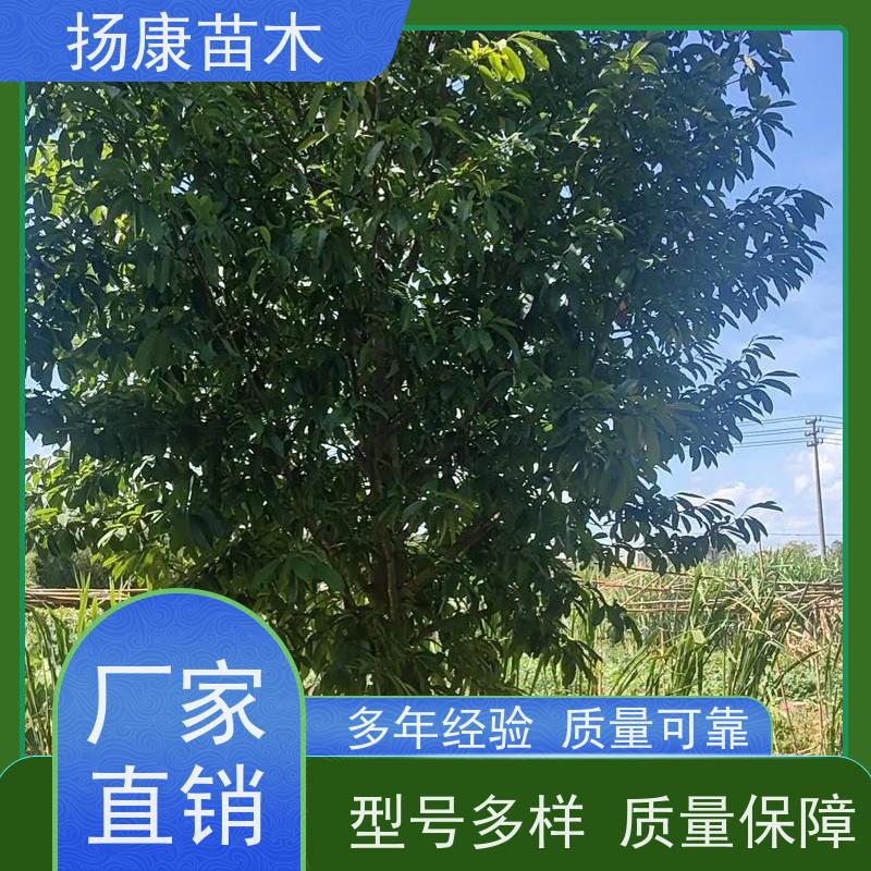 18公分乐昌含笑 行道树系列树种养护 树形优美 种类齐全