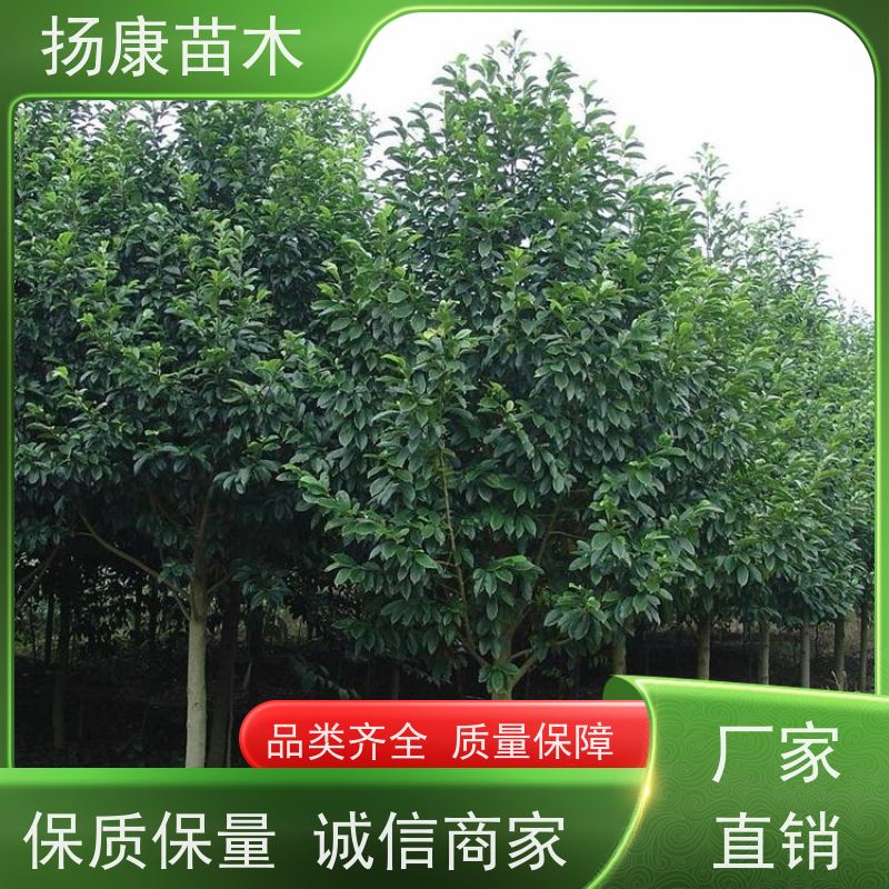 9公分乐昌含笑 竖形常绿灌木绿植适用于园林绿化 大量供应