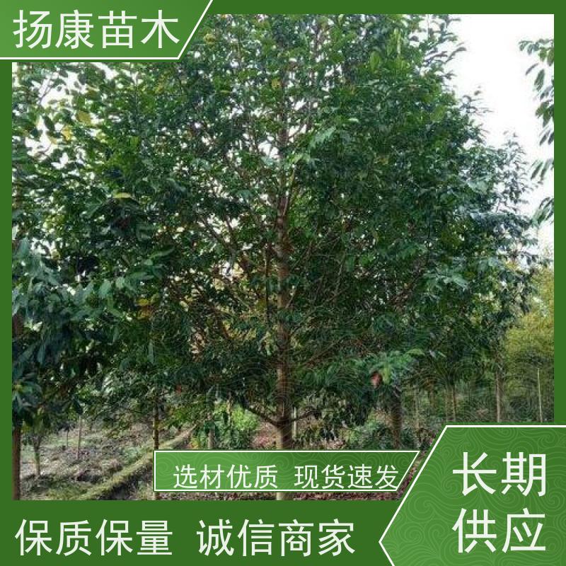 10公分乐昌含笑 公园绿化 露地种植 适应性强 现挖现卖