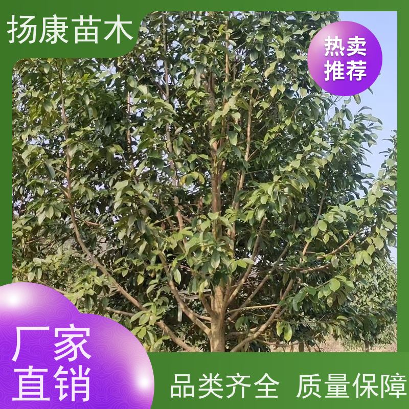 白兰树 竖形常绿灌木绿植适用于园林绿化 实地看苗 