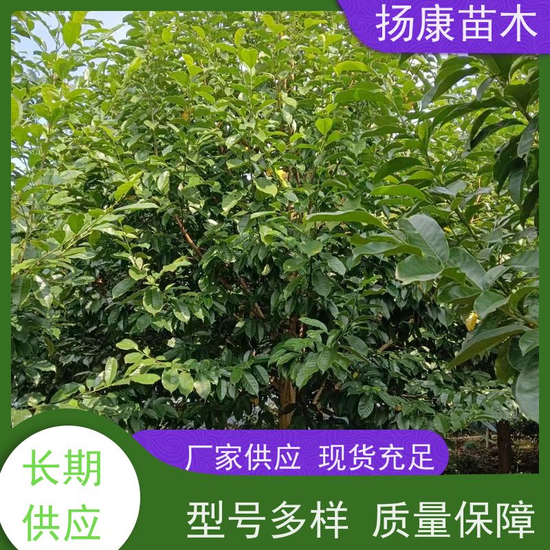 35公分乐昌含笑 竖形常绿灌木绿植适用于园林绿化 批发销售
