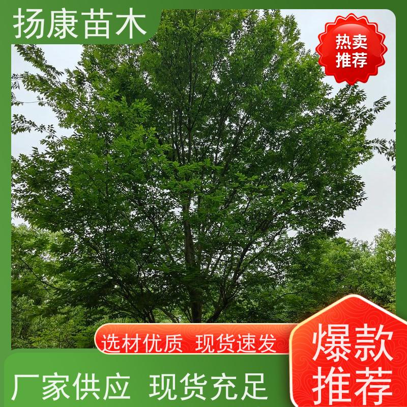 19公分乐昌含笑 行道树系列树种养护 树形优美 源头厂家