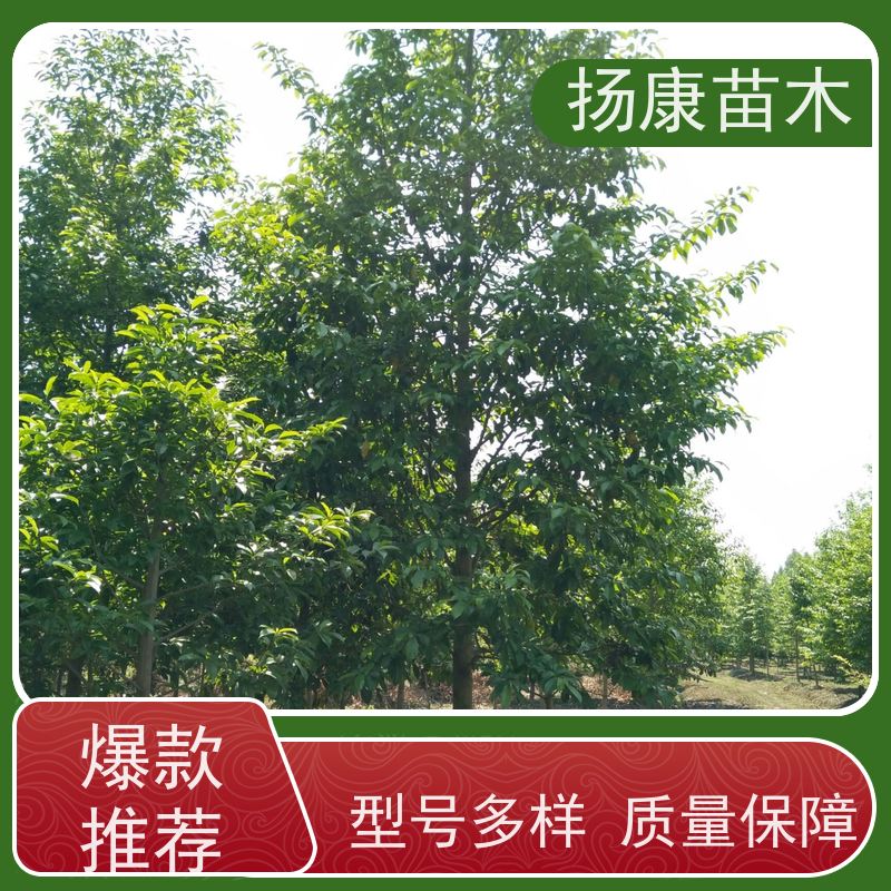 25公分乐昌含笑 花木基地 公园绿化行道树 大量供应