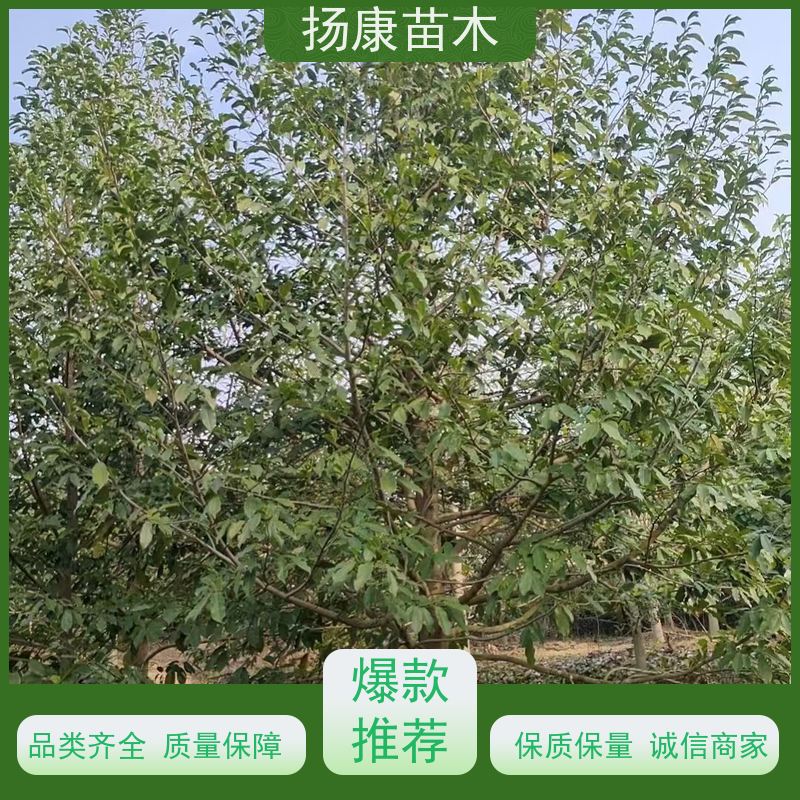 12公分乐昌含笑 竖形常绿灌木绿植适用于园林绿化 批发销售