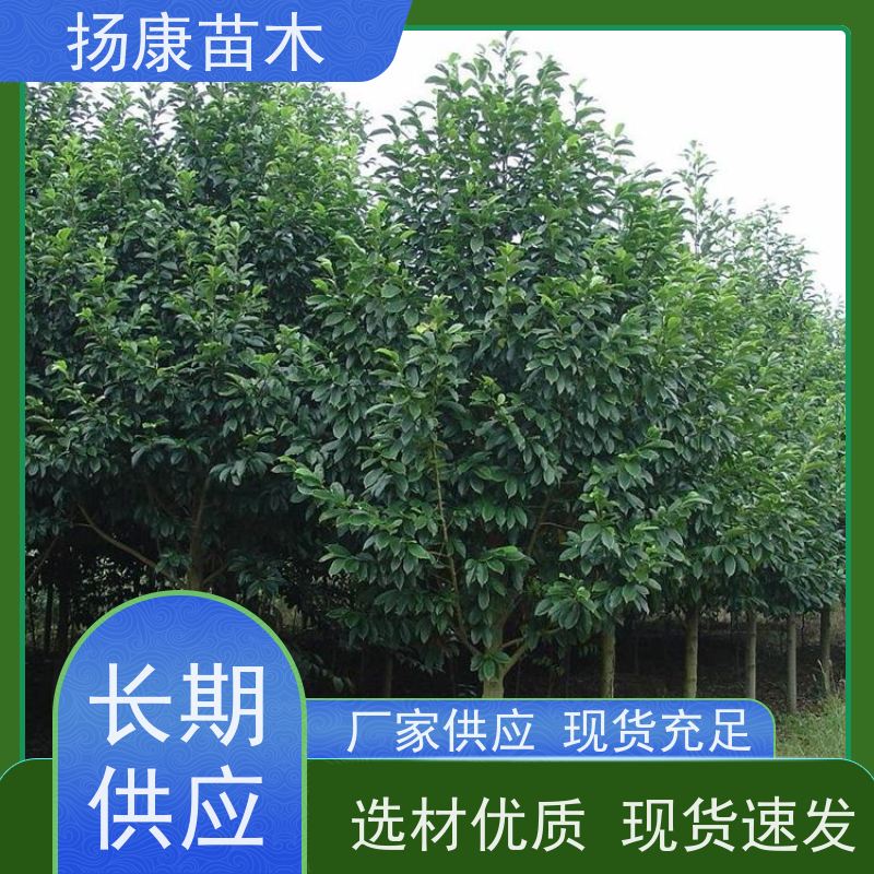 含笑树 竖形常绿灌木绿植适用于园林绿化 种植基地