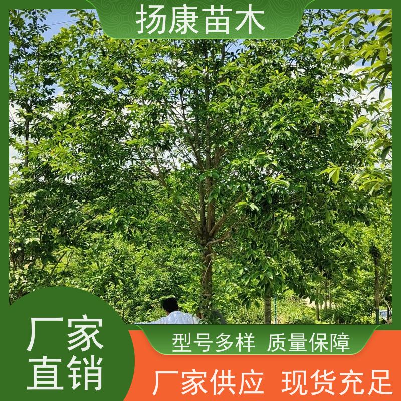 19公分乐昌含笑 枝叶繁茂 四季常青行道树 规格齐全