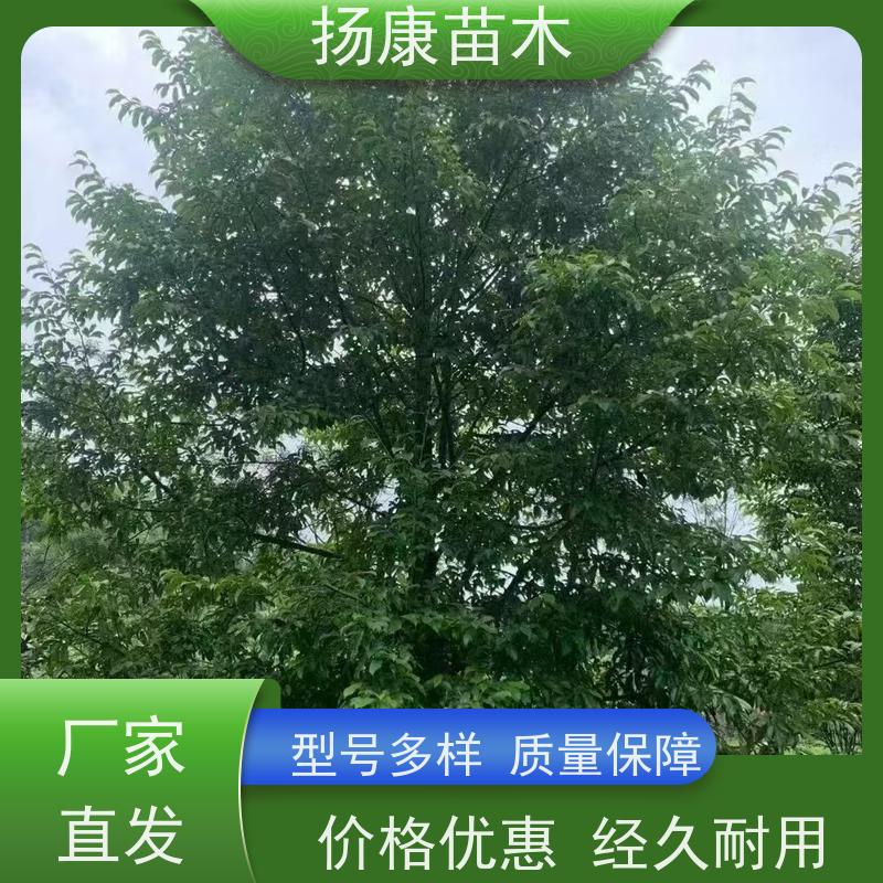 16公分乐昌含笑 竖形常绿灌木绿植适用于园林绿化 大量供应