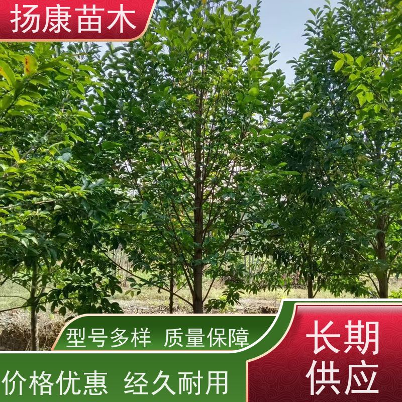 9公分乐昌含笑 公园绿化 露地种植 适应性强 高成活率