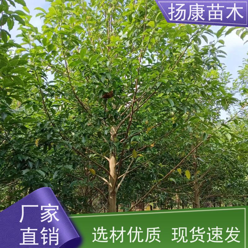 30公分乐昌含笑 行道树系列树种养护 苗木批发