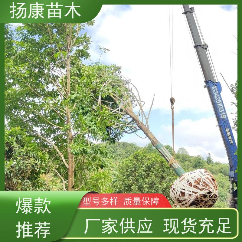 16公分乐昌含笑 园林景区栽植 精致美丽 规格齐全
