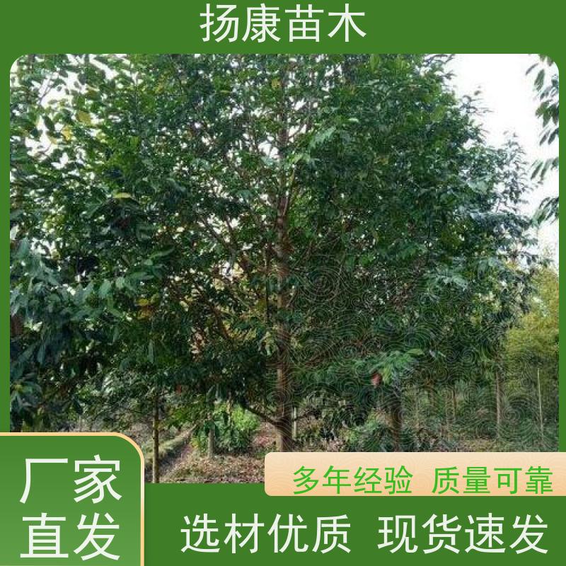 35公分乐昌含笑 枝叶繁茂 四季常青行道树 种类齐全