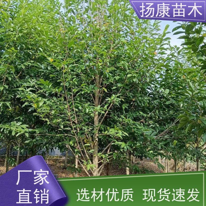 10公分乐昌含笑 枝叶繁茂 四季常青行道树 种类齐全