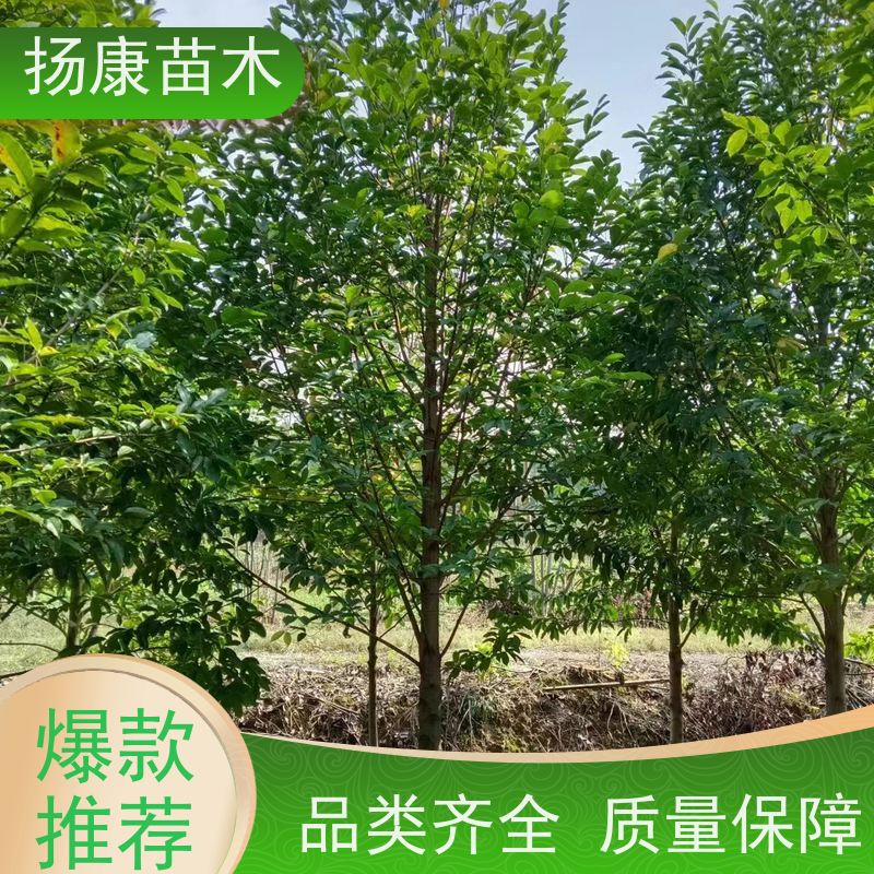 醉香含笑 公园绿化 露地种植 适应性强 基地直供 