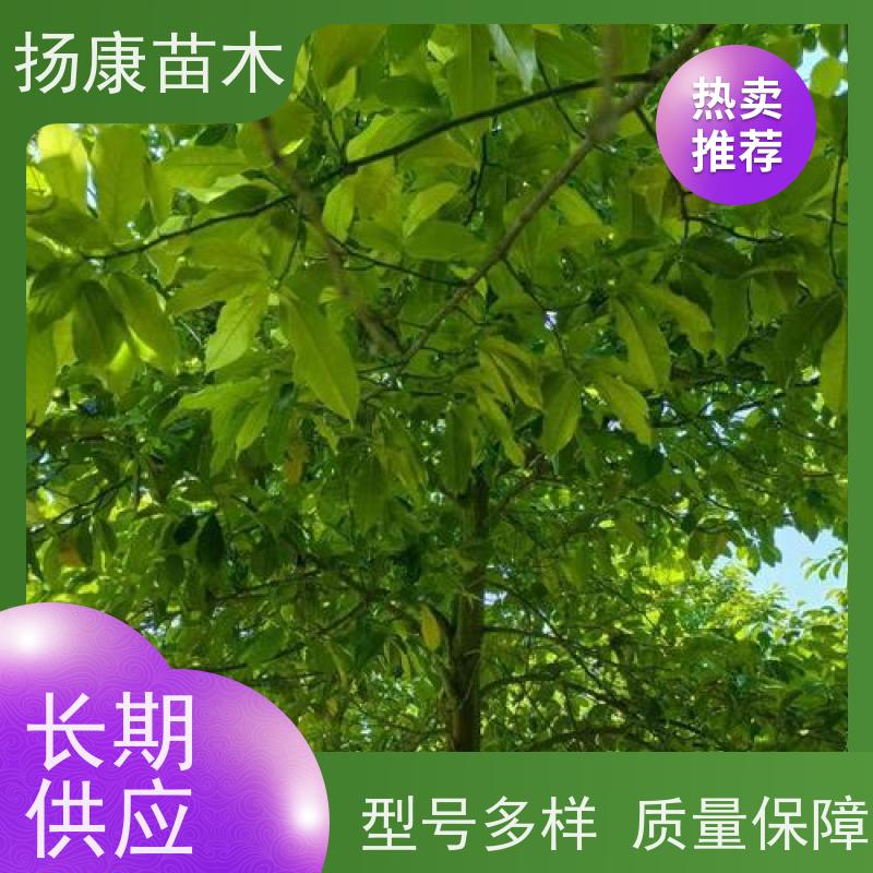 14公分乐昌含笑 树形优美 工厂绿化可用 现挖现发