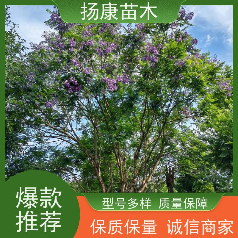 14公分乐昌含笑 行道树系列树种养护 培育基地