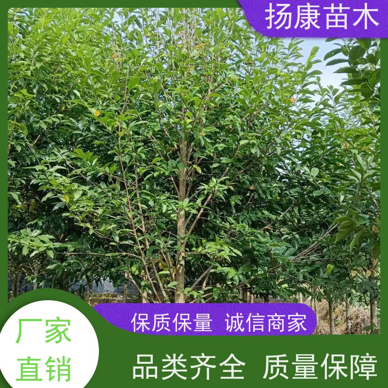 19公分乐昌含笑 花木基地 公园绿化行道树 优选常绿