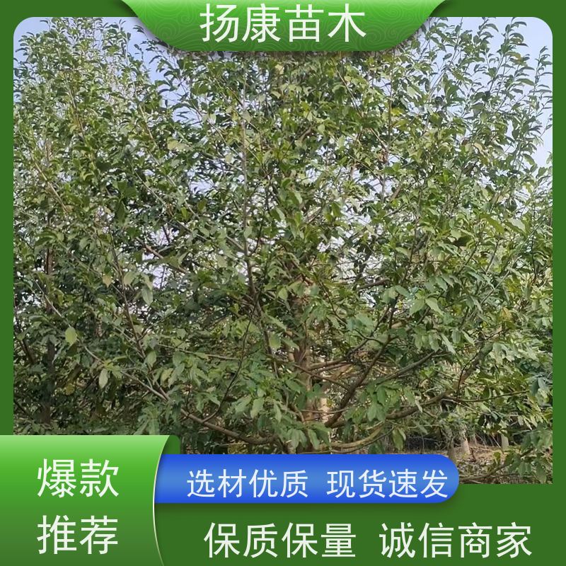 乐 昌含笑 公园绿化 露地种植 适应性强 规格齐全