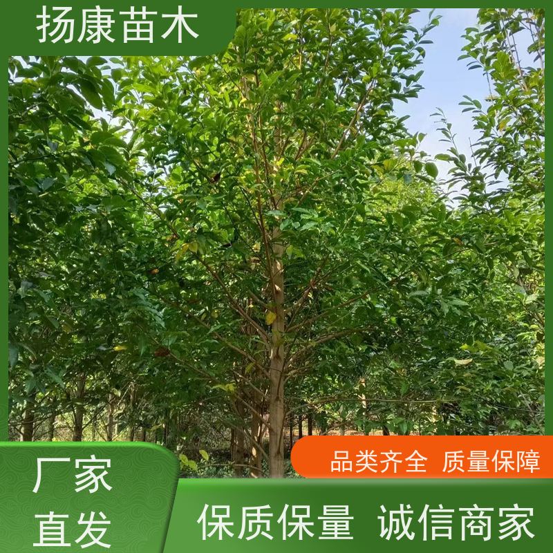 移植乐 昌含笑 园林庭院造景植物 适用性强 优选常绿