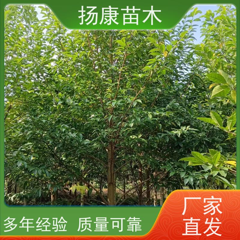 8公分乐昌含笑 行道树系列树种养护 树形优美 规格齐全