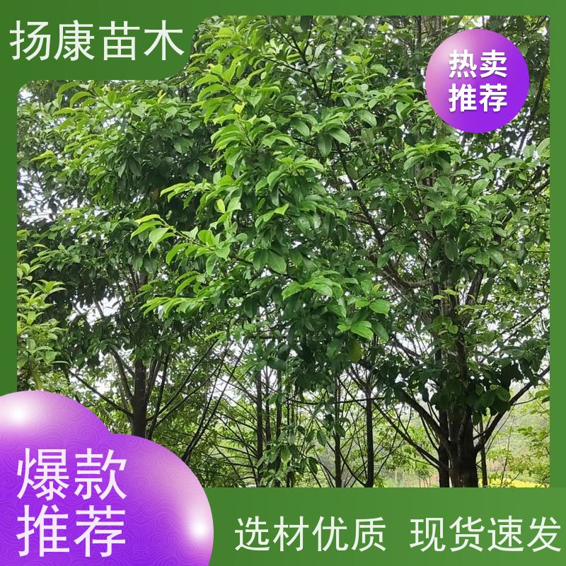 17公分乐昌含笑 花木基地 公园绿化行道树 种类齐全