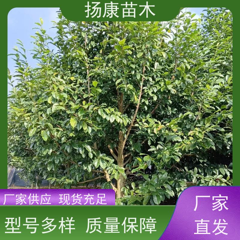 16公分乐昌含笑 竖形常绿灌木绿植适用于园林绿化 种类齐全