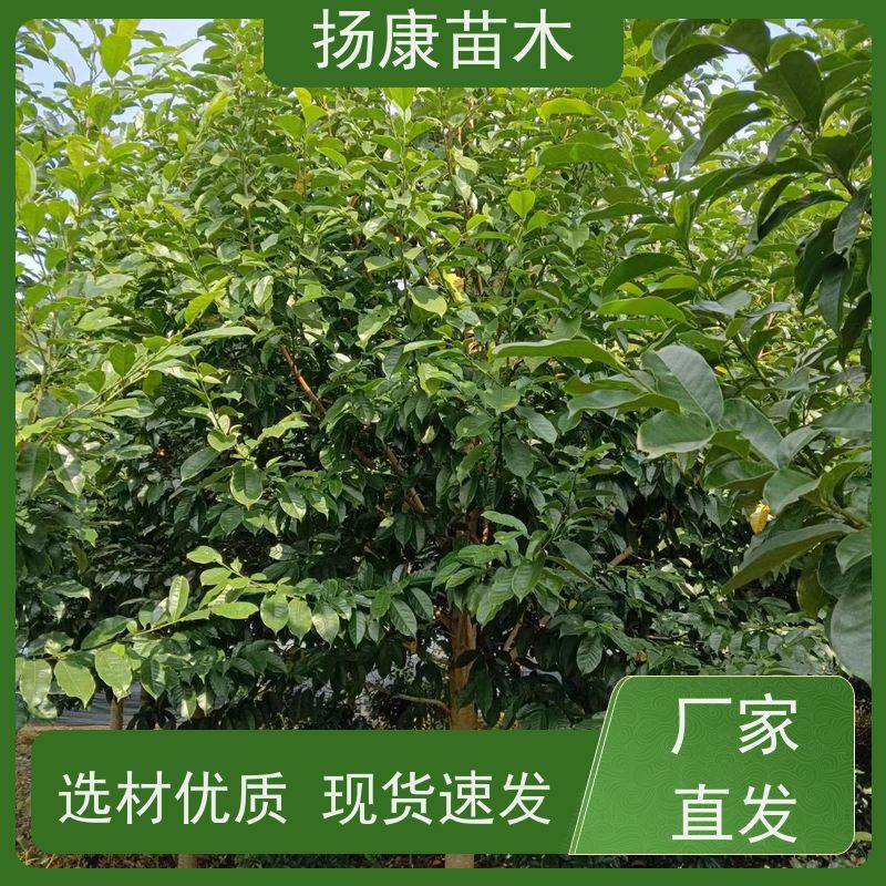 17公分乐昌含笑 园林景区栽植 精致美丽 基地直供 