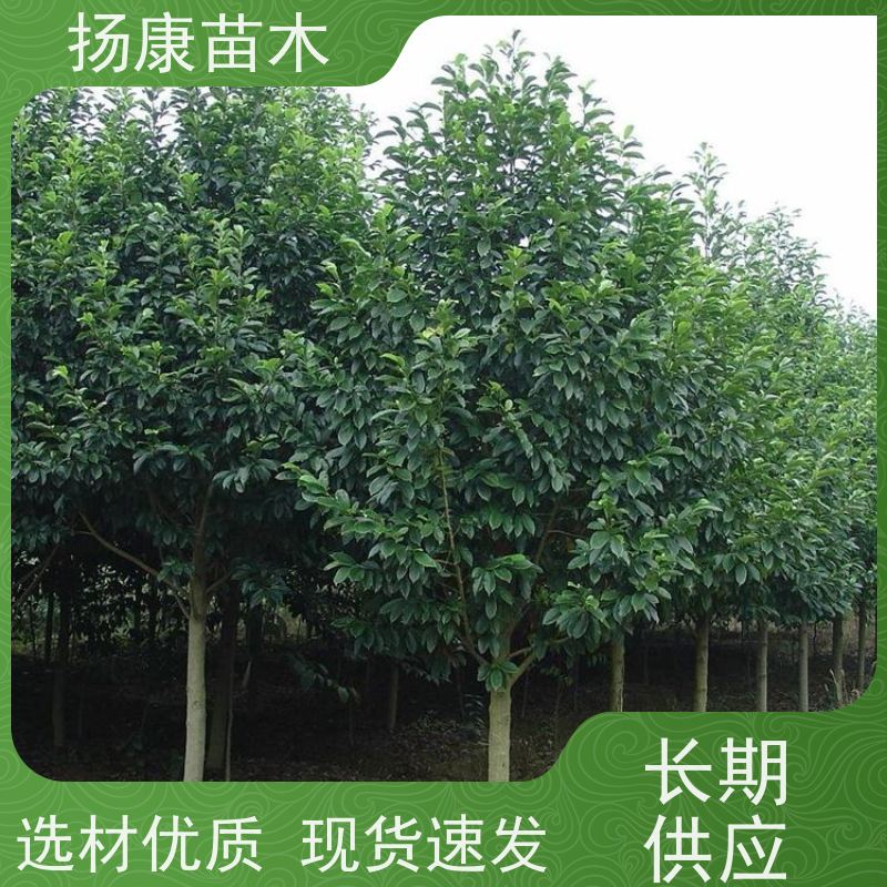 14公分乐昌含笑 树形优美 工厂绿化可用 苗木批发