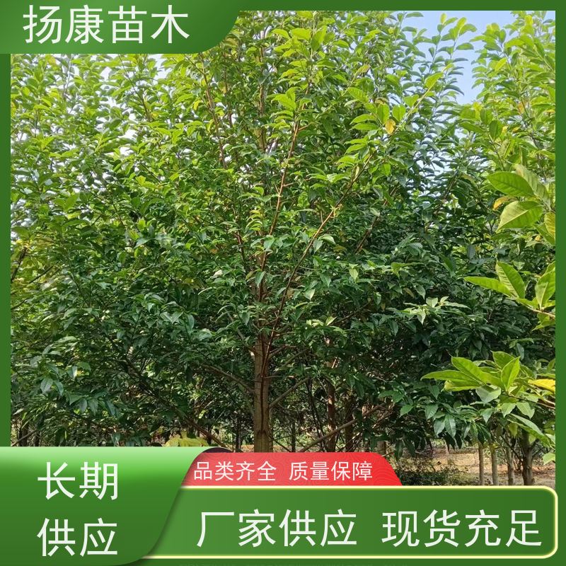 20公分乐昌含笑 行道树系列树种养护 树形优美 种植基地