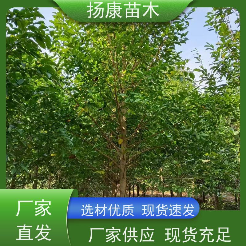9公分乐昌含笑 园林景区栽植 精致美丽 苗木批发