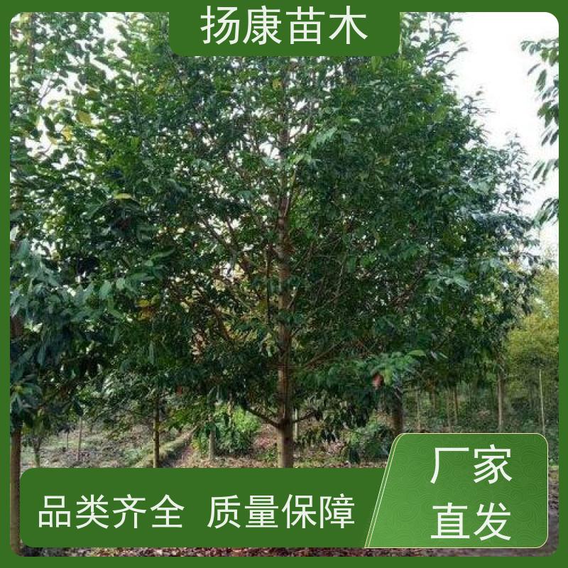 18公分乐昌含笑 园林景区栽植 精致美丽 易成活