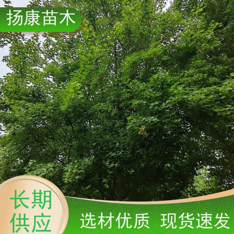 14公分乐昌含笑 园林庭院造景植物 适用性强 现挖现卖