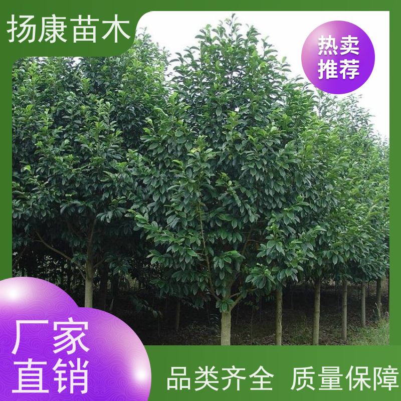 11公分乐昌含笑 花木基地 公园绿化行道树 实地看苗 