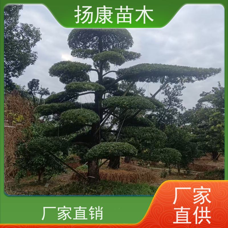 12公分罗汉松 别墅区点缀 易养活 基地直供 扬康苗木