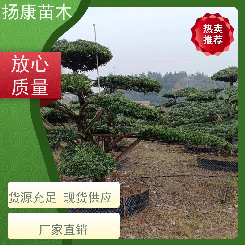 大叶罗汉松 多种规格可选 扬康苗木 园林绿化造型松