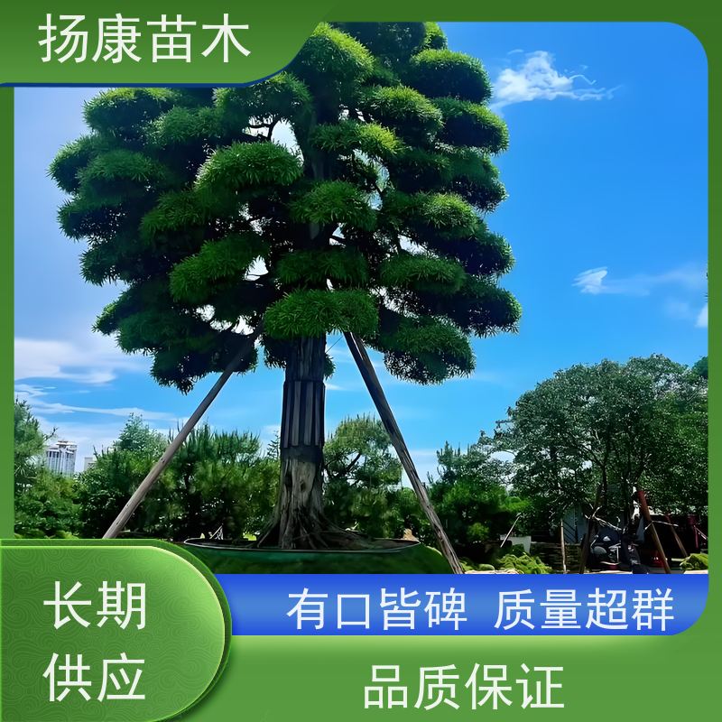 12公分罗汉松 基地直供 扬康苗木 树形优美 景区别墅风景树 四季常绿