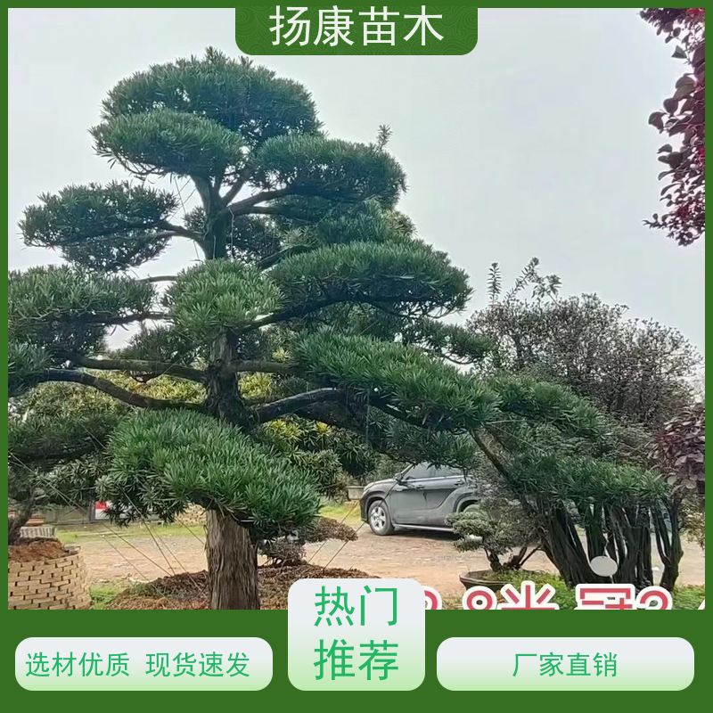 罗汉松 景区园林公园绿化种植 全国供应 扬康苗木