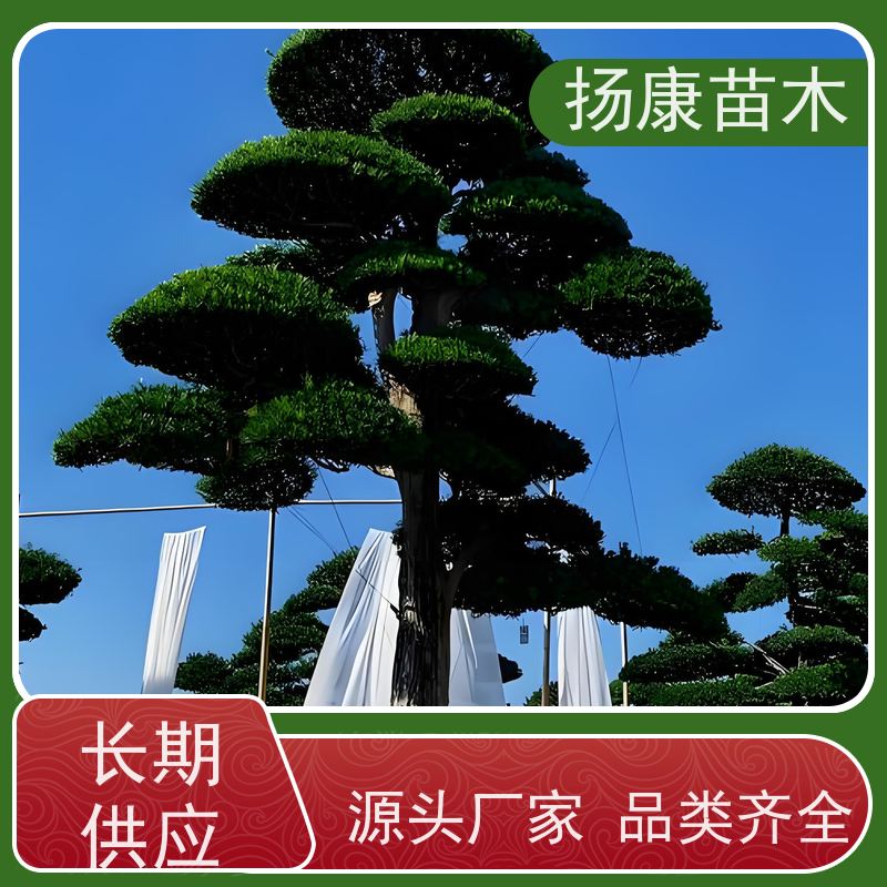 海岛罗汉松 景区园林公园绿化种植 基地直供 扬康苗木