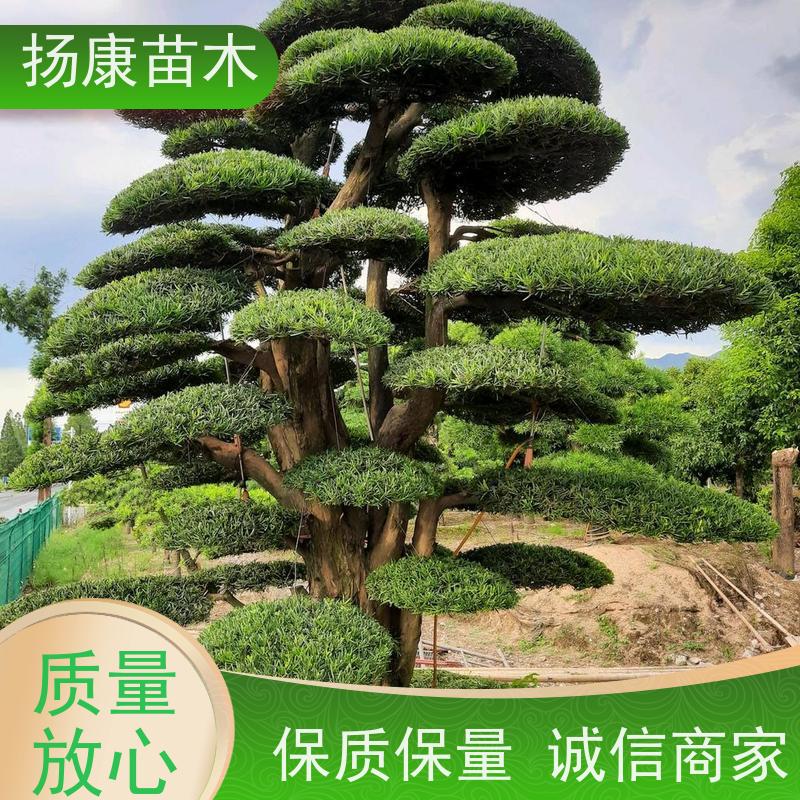 贵妃罗汉松 景区园林公园绿化种植 全国供应 扬康苗木