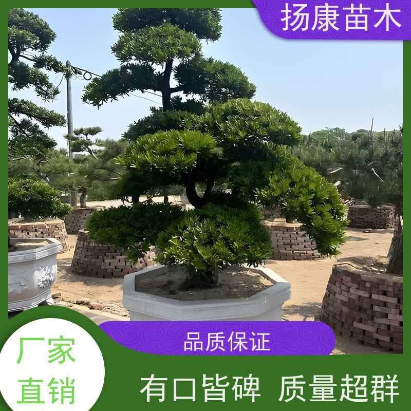 贵妃罗汉松 多种规格可选 扬康苗木 景区园林公园绿化种植