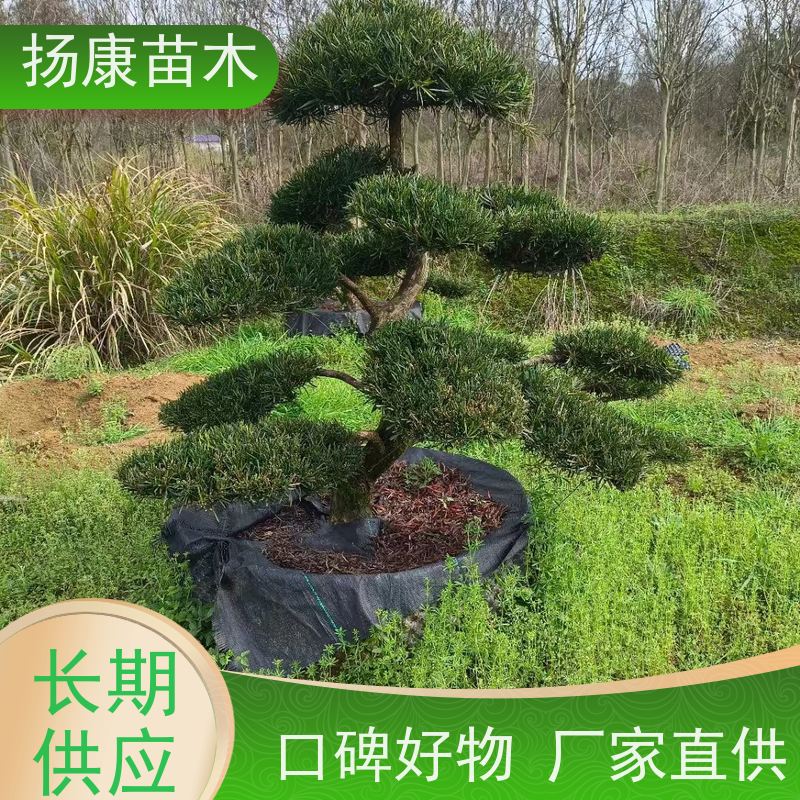 造型罗汉松 别墅区点缀 易养活 规格齐全 扬康苗木