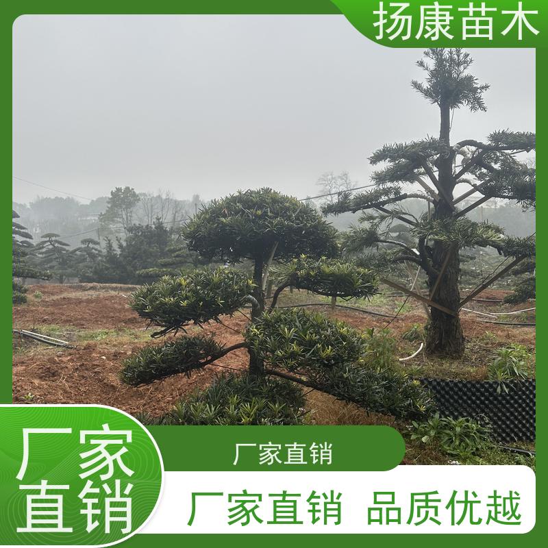 扬康苗木 景区园林绿化用 黑松 别墅庭院风景树 大叶罗汉松
