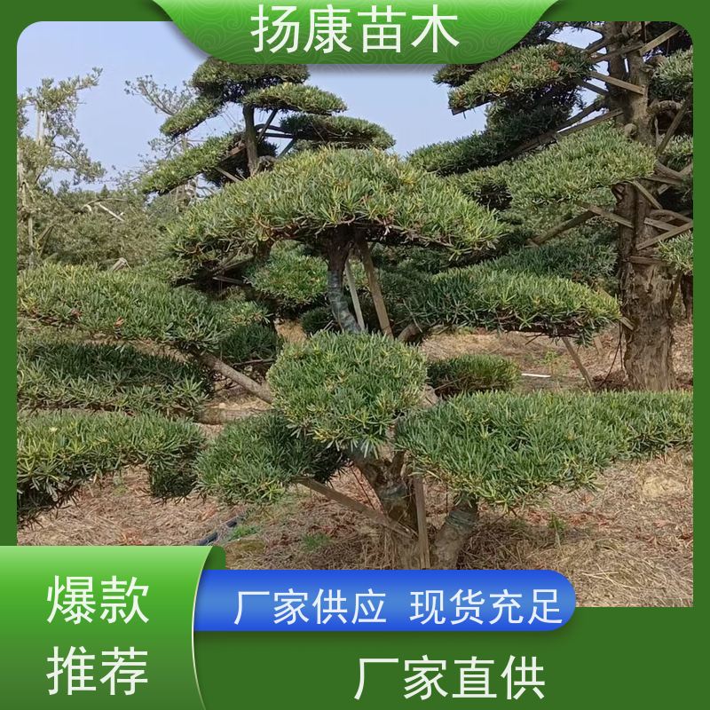 大叶罗汉松 规格齐全 扬康苗木 1-20公分造型黑松 庭院小区绿化造景树