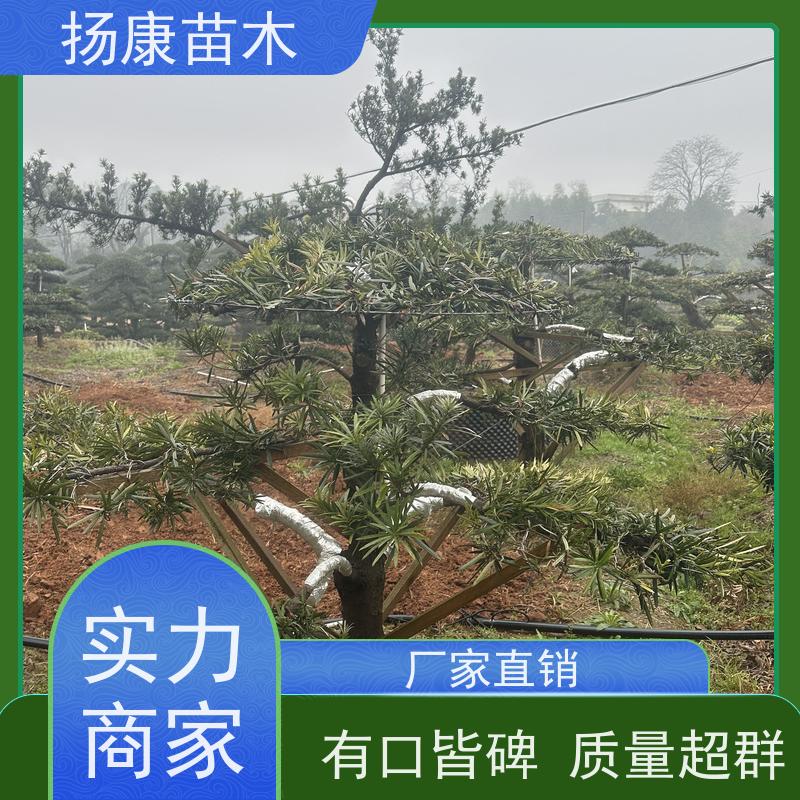 扬康苗木 可购园林造型树 绿化景观优选 冠幅3米 雀舌罗汉松