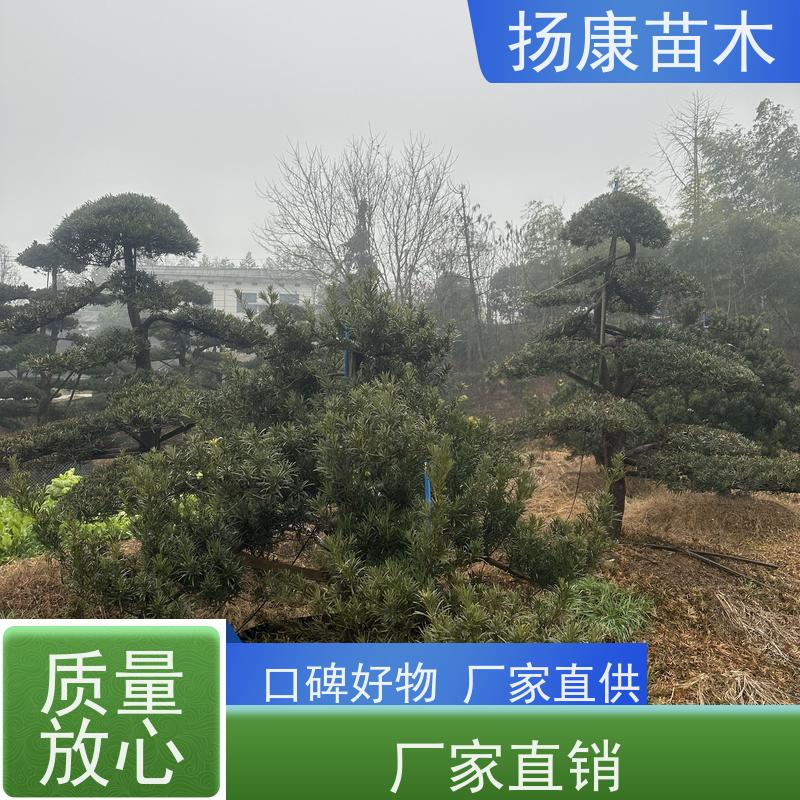 日本罗汉松 别墅区点缀 易养活 规格齐全 扬康苗木